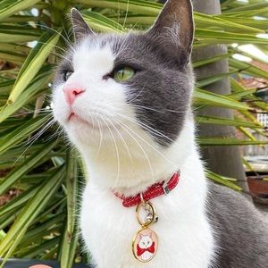 NIB ~ ERSTWILDER PET’S CHARM “WRAPPED UP IN LOVE” 💞